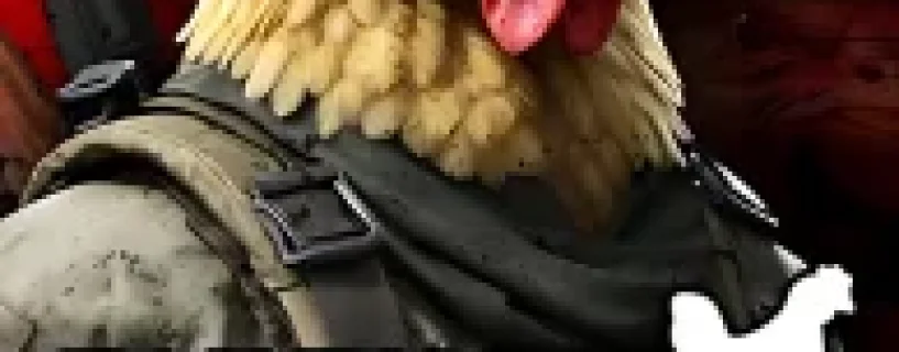 CHICKEN STRIKE: CLUCK OPS Free Download